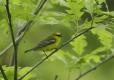 Blue-winged warbler perched and singing