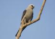 Mississippi kite perched on a dead branch