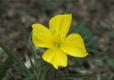 Yellow flower with four petals