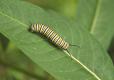 Monarch caterpillar on milkweed leaf