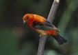 Scarlet tanager perched on branch