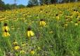 Field of yellow coneflowers