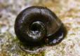 ramshorn snail 
