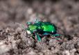 Six Spotted Tiger Beetle