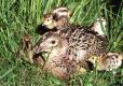 Pheasant hen with chicks