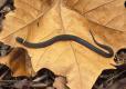 prairie ring-necked snake