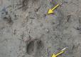 feral hog tracks in mud show round shape, blunted toes and wide dewclaw marks.