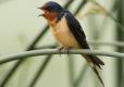 Photo of an adult barn swallow calling.
