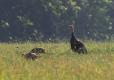 Turkey hen watches over two poults feeding in pasture