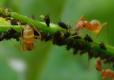 Several black aphids being tended by golden-brown ants