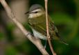 Photo of a red-eyed vireo perched on a small branch.
