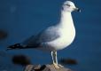 Photo of a ring-billed gull standing on a rock, water in background.