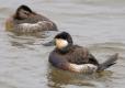 Photo of a female and male ruddy duck floating on water