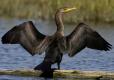 Photograph of a Double-Crested Cormorant sitting with wings outstretched