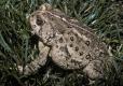 Photo of a Rocky Mountain toad in lawn grass.