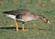 Photo of a white-fronted goose nibbling on a lawn.