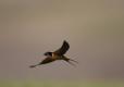 Barn swallow gliding through the air