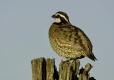 Bobwhite quail perched on the top of a fence post.