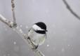 Black-capped chickadee perched on a thin branch with a few snowflakes falling around it.