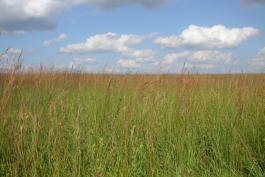 Tallgrass prairie