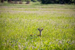 Deer in tall grass