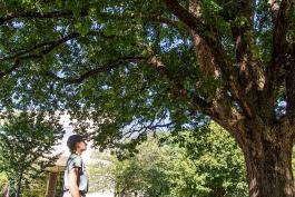 Student looks at a tree
