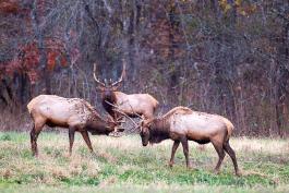 Elks at Peck Ranch