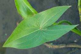 Arrowhead leaf showing vein pattern