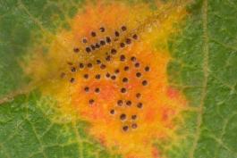 Closeup of a cedar-apple rust spot on a leaf, showing pycnidia spots