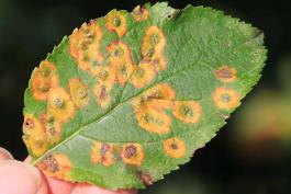 Cedar-apple rust spots on an apple leaf