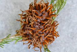 Cedar-apple rust gall on a twig