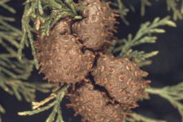 A cluster of cedar-apple rust galls on a cedar tree