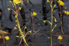 Several blooming flower stalks of common bladderwort rising from shallow water