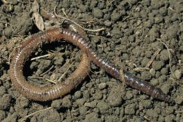 Earthworm crawling on a soil surface