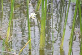 Narrow-leaved arrowhead leaves and flowers emerging from water
