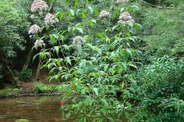 Green-stemmed Joe-Pye weed plants, call specimens growing along a stream