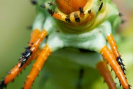 Hickory horned devil caterpillar, closeup of head, as it eats a leaf