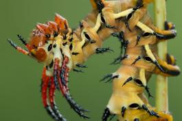 Hickory horned devil caterpillar tan, bending backward