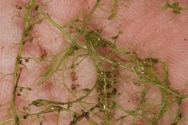 Vegetative stalks of humped bladderwort in the palm of a person’s hand