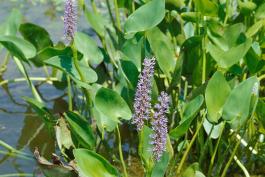 Pickerel weed growing in shallow water near a pond shoreline, showing bases of plants