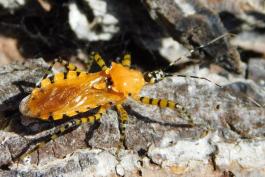 Orange assassin bug walking on tree bark at Mint Spring