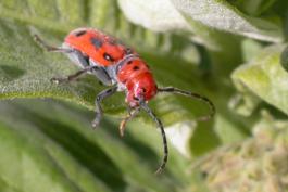 Red milkweed beetle walking on a milkweed plant, view showing head and antennae