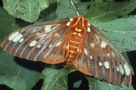 Regal moth resting on sweet gum leaves, wings held outward, looking rather battered