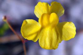 Slender bladderwort flower closeup