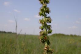 Swamp agrimony stalk with burred fruits