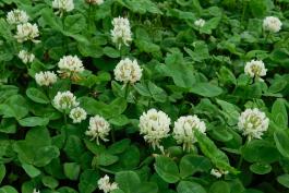 White clover colony growing along a roadside