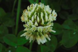 White clover flowerhead with several lower, spent florets drooping