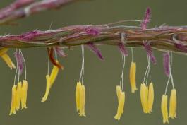 Big bluestem flowering spikes with yellow anthers hanging down