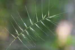 Bottlebrush grass flowerhead showing spikelets spreading away from main axis