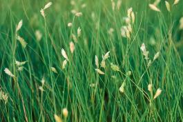 Buffalo grass with male flowering stalks